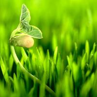 农资说：生物菌肥中菌名称及作用