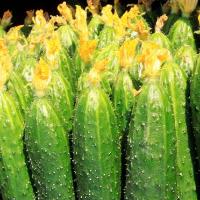 植物生长调节剂：在舆论漩涡中洗清“罪名”