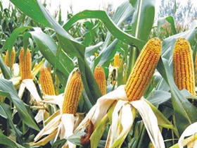 夏玉米促熟有哪些方法？