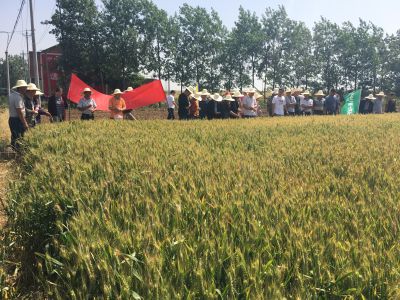 围观|田小二测土配肥小麦种植示范观摩会